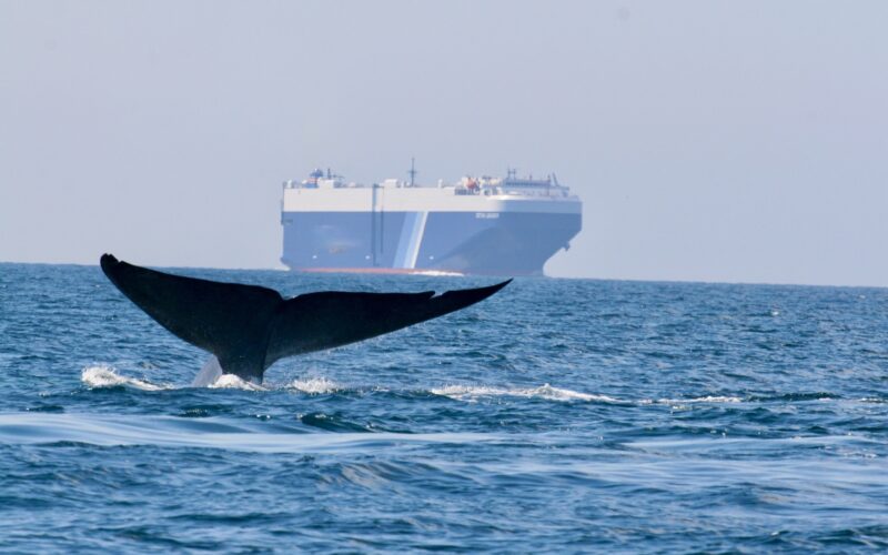 Global shipping companies recognized for reducing speeds off California coast to protect blue whales and blue skies