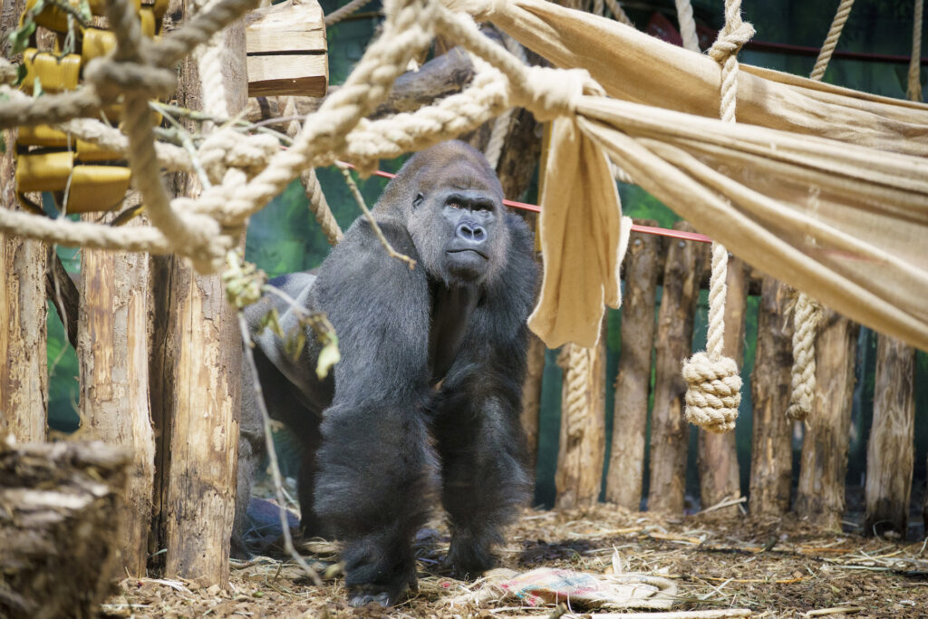 DHL flies Western lowland gorilla to London Zoo