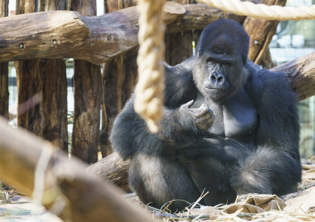 Kiburi in Gorilla Kingdom at ZSL London Zoo (c) ZSL DHL