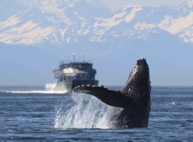humpback whale, boat