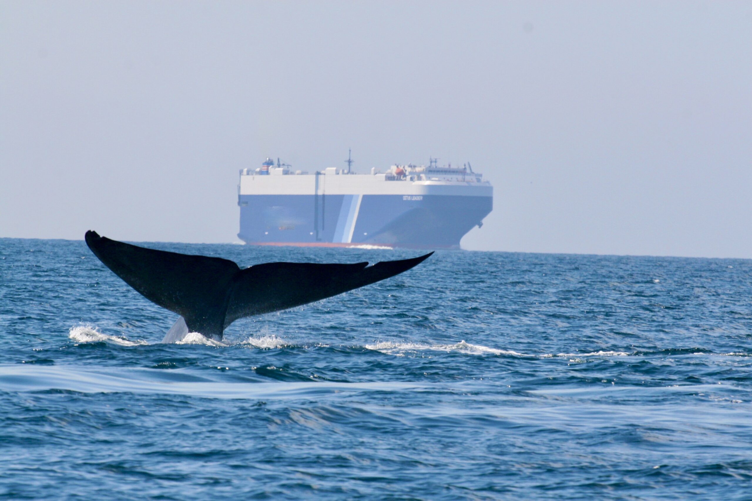 Whale in sea with large ship in distance